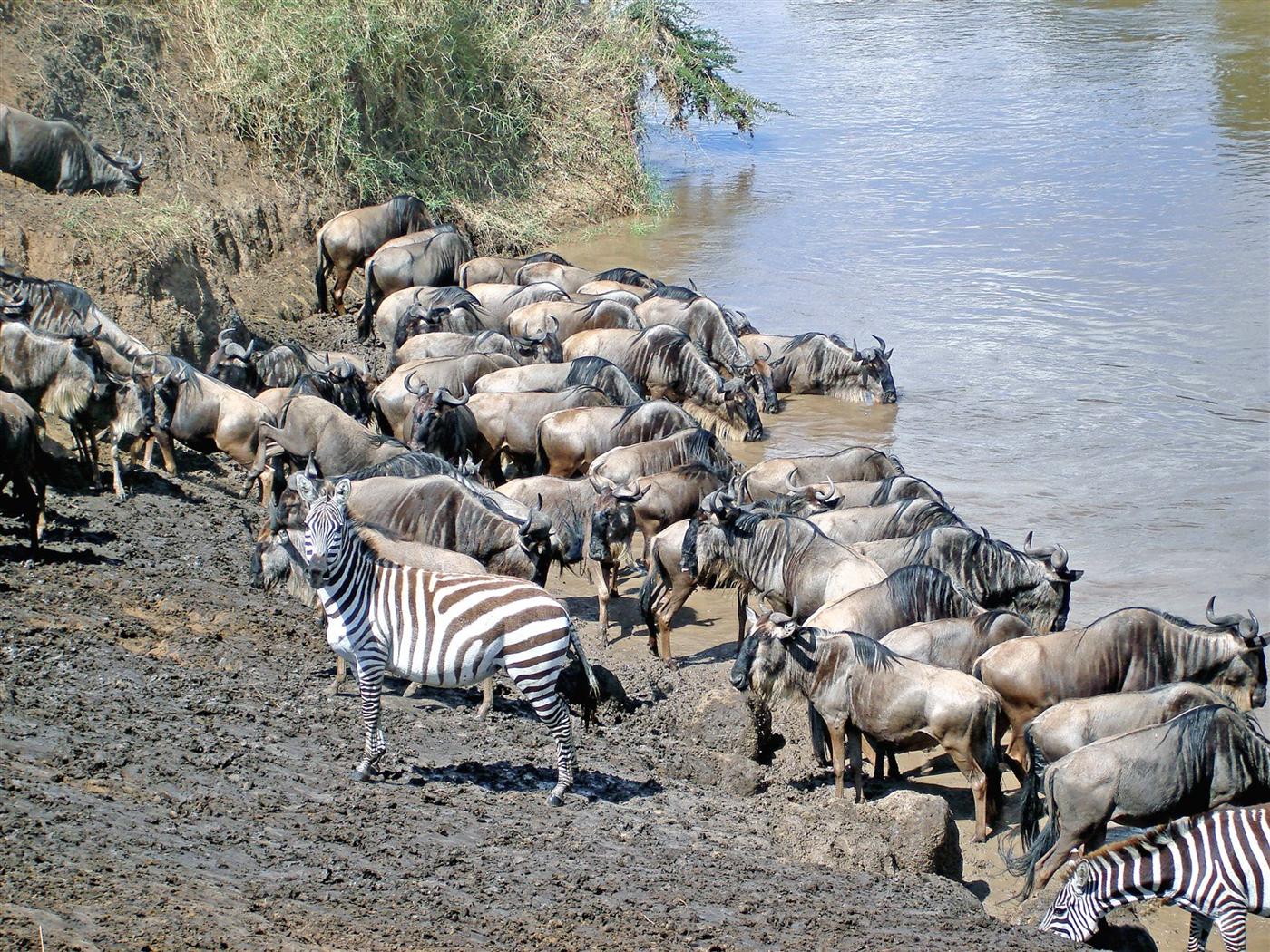 Serengeti scene 2